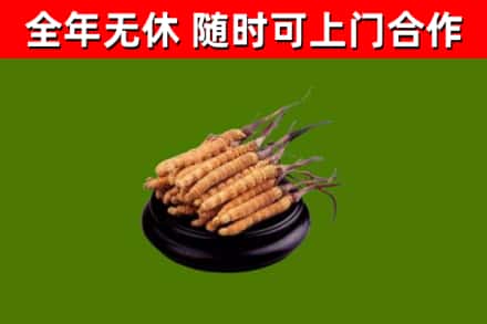栖霞烟酒回收冬虫夏草.jpg